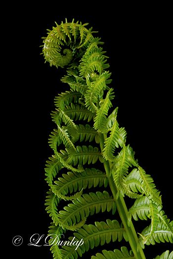 Fern Unfurling, Fern Tattoo, Bush Garden, Ferns Garden, Fern Frond, Green Trees, Patterns In Nature, Landscaping Ideas, Botany