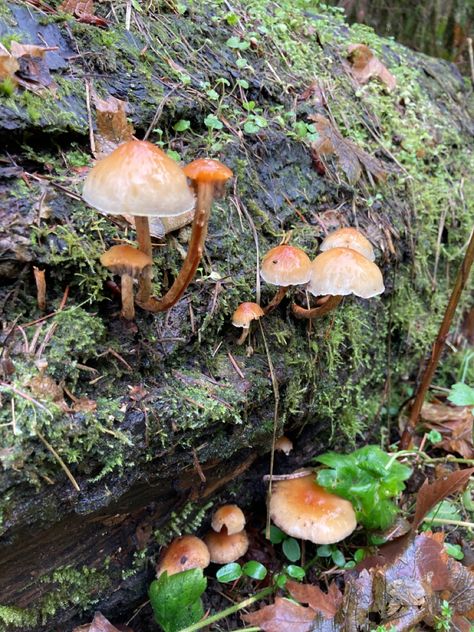 Found these on a hike in Oregon. Oregon, Stuffed Mushrooms