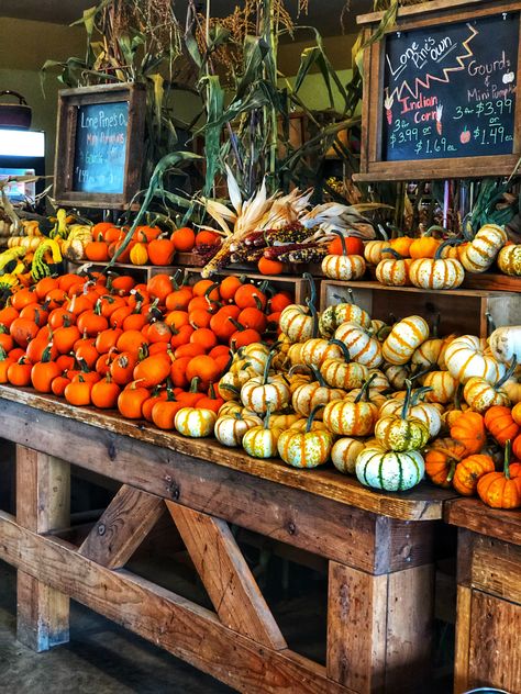 #fall #farm #pumpkin Pumpkin Displays Retail, Farm Stand Products, Pumpkin Farm Aesthetic, Pumpkin Display Ideas, Pumpkin Patch Business, Pumpkin Patch Farm, Pumpkin Patch Photoshoot, Pumpkin Patch Pictures, Pumpkin Stand