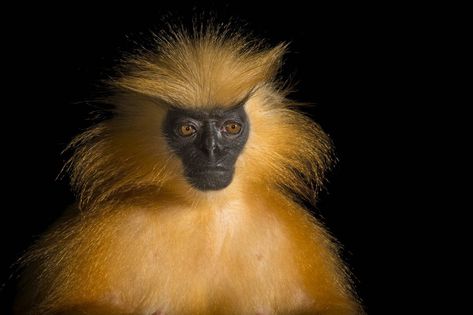 Golden Langur, Joel Sartore, India Photo, Ape Monkey, Wild Kingdom, Hidden Places, Baboon, Primates, Endangered Species