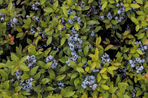 Keeping the Spirit of Maine’s Wild Blueberry Harvest Alive Agricultural Practices, Wild Blueberries, First Nations, Blueberries, The Spirit, Culture Art, New England, Maine, England