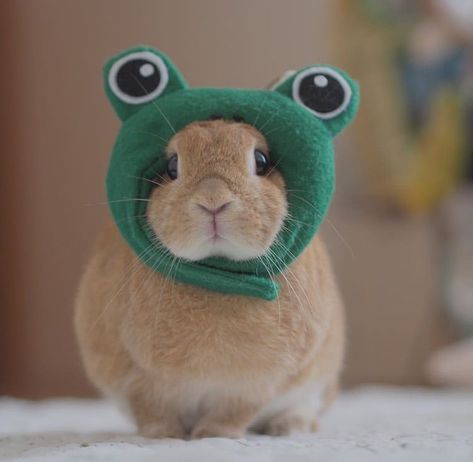 Bunny Teddy, Cole Preston, A Frog, Cute Bunny, Preston, Animal Design, Rap, Hip Hop, Kittens