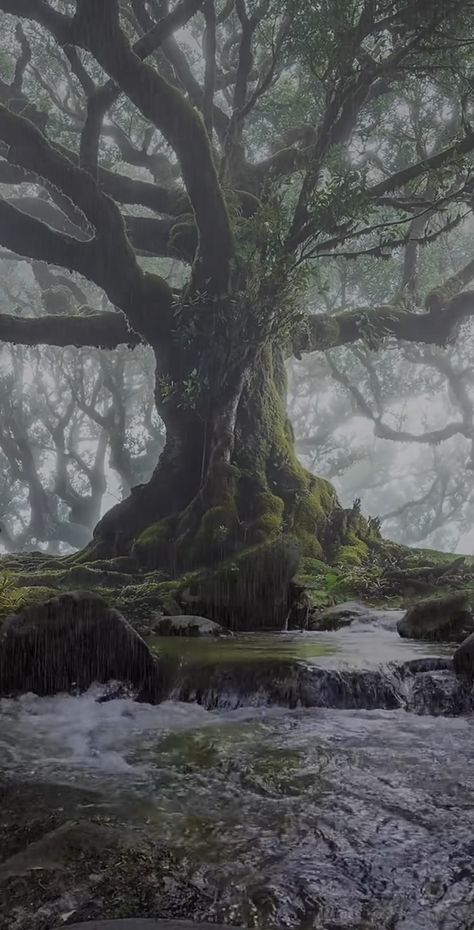 Old Trees, Pretty Landscapes, Fantasy Aesthetic, Beautiful Nature Pictures, Nature Aesthetic, Enchanted Forest, Pretty Places, Green Aesthetic, Fantasy Landscape