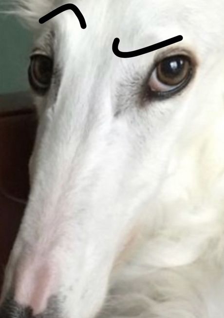 Long Face Dog, Police Canine, Borzoi Dog, Goofy Dog, Silly Dogs, Silly Animals, Funny Animal Memes, White Dogs, Dog Drawing