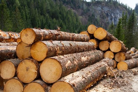 Logging Industry, Types Of Timber, Timber Logs, Lumber Mill, Pine Timber, Birch Ply, Into The Woods, Natural Resources, Lumber