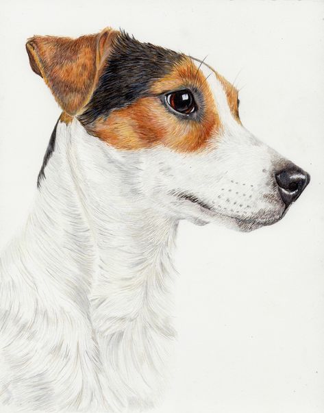 Jack Russell Drawing, Chien Jack Russel, Dog Portraits Art, Jack Russell Dogs, Artist Instagram, Jack Russel, Watercolor Dog, Animals Artwork, Fox Terrier