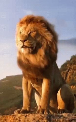 Lion King Gif, Lion Videos King, Lion Gif, Lion Video, Lion King Animals, King Gif, Animals Gif, Lions Photos, Lion Costume