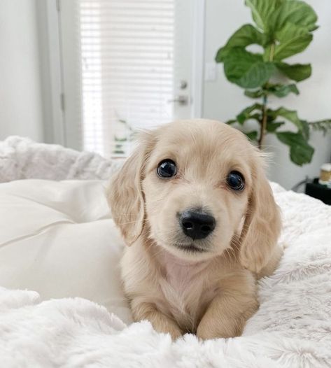 Dachshund Blonde, Dashund Dogs, Mini Daschund, Daschund Puppies, Doxie Mom, Cute Dogs Images, Cute Animals Puppies, Very Cute Dogs, Puppies And Kitties