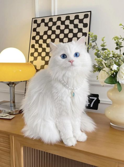 White Cat With Blue Eyes, Turkish Angora Cat, Angora Cats, Dream's Cat, Cat With Blue Eyes, What Cat, Baby Kittens, White Cats, Ragdoll Cat