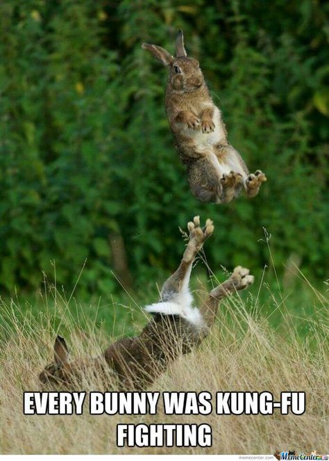 Bunny toss Bunny Meme, Rabbit Jumping, Funny Bunnies, Funny Animal Memes, Cool Pets, Animal Memes, 귀여운 동물, Bones Funny, Kung Fu