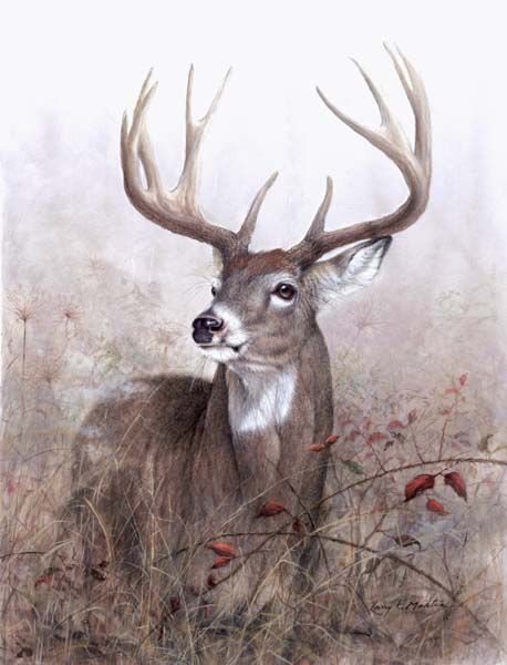 Whitetailed Deer and other wildlife art by Larry K. Martin Deer Artwork, Deer Drawing, Illustration Manga, Deer Pictures, Deer Painting, Deer Art, Wildlife Paintings, A Deer, Whitetail Deer