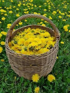 Everlasting Dandelion, Yellow Dandelion, Harvesting Dandelion Flower, Yellow Dandelion Aesthetic, Dandelion Root Tea, Dandelion Tea, Dandelion Root, Dandelion Yellow, Dandelion Wish