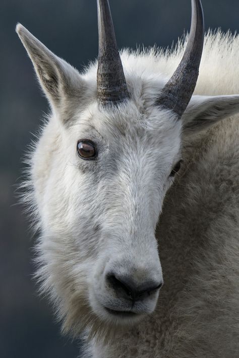 Regard Animal, White Goat, Alaska Wildlife, Mountain Goats, American Animals, Eid Ul Adha, Hunting Trip, Mountain Goat, Wildlife Nature