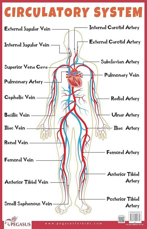 Heart Chambers, Arteries Anatomy, Treat Quotes, Human Circulatory System, Paramedic Student, Learning Maps, Loose Weight Workout, Internal Carotid Artery, Subclavian Artery