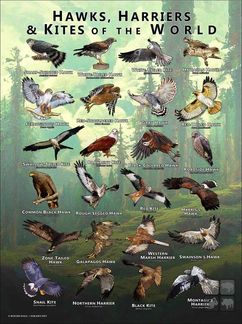 Poster featuring scientifically accurate illustrations of various species of hawks, kites and harriers printed on matte, museum quality paper. Hawks Animal, Birds Species, Types Of Hawks, Crocodile Animal, Eagle Images, Animal Facts, Tropical Birds, Zoology, Birds Of Prey