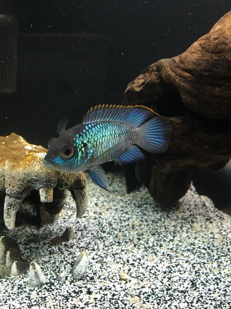 My Electric Blue Acara has def become one of my favorite South American Cichlids! I watched this guy grow for months and finally decided to take him home a while ago. Here he is now colorful and happy as hell! Electric Blue Acara, South American Cichlids, Tropical Freshwater Fish, Aquascaping, Going Fishing, Freshwater Fish, South American, Aquariums, Aquarium Fish