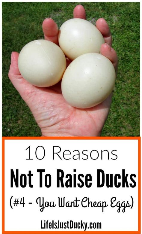 Raising Ducklings, Duckling Care, Raising Turkeys, Backyard Ducks, Duck Coop, Duck Farming, Raising Ducks, Runner Ducks, Pet Ducks