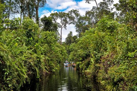 This is the wrap-up article for our four-part series “The Congo Basin peatlands.” Read Part One, Part Two, Part Three and Part Four. In the first half of December, Mongabay published a four-part series on the peatlands of the Congo Basin. Only in 2017 did a team of Congolese and British scientists discover that a […] Congo Basin, Agriculture Projects, United Nations Environment Programme, Democratic Republic Of Congo, Republic Of Congo, Land Use, Science Project, Banner Images, Boris Johnson