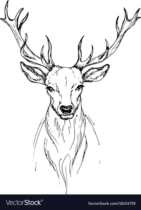 Deer Front View Drawing, Deer Head Sketch, Deer Front View, Stag Head Drawing, Stag Sketch, Deer Sketch, Deer Drawing, Realistic Temporary Tattoos, Sketch Pen