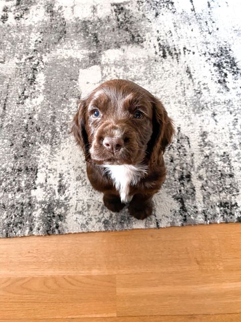 Cocker Spaniel, Spaniel, Labrador Retriever, Labrador, Dark Brown, Dogs, Animals