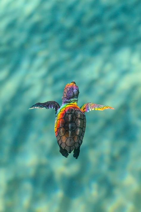 Baby Sea Turtles, Turtle Love, Cute Turtles, Baby Turtles, Sea Turtles, Ocean Animals, In The Ocean, Sea Animals, Narnia