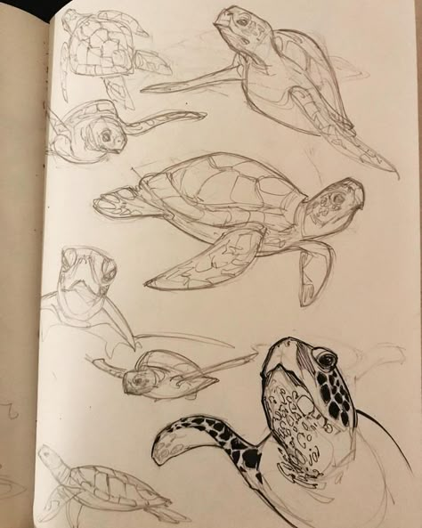 turtle study Illustration Design Graphique, Zoo Art, Arte Doodle, Drawing Hands, Arte Sketchbook, Book Drawing, Ink Sketch, Sketch Ideas, Marine Biology