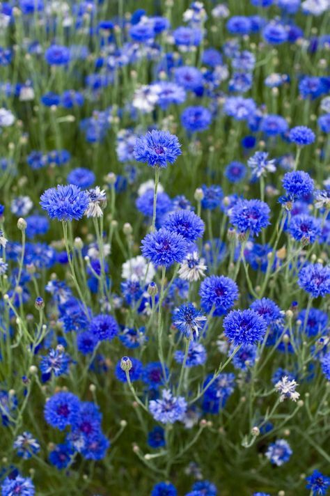 Bachelor's buttons, cornflower, Centaurea cyanus Bachelor Button Flowers, Fast Growing Flowers, Flowering Kale, Low Growing Shrubs, Deer Resistant Perennials, Summer Flowers Garden, Bachelor Buttons, Cottage Garden Design, Creative Gardening