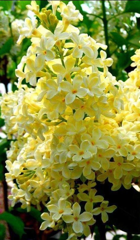 Lilac Pictures, Hyacinth Plant, Lilac Bushes, Japan Garden, White Lilac, Flowers For You, Botanical Beauty, Beautiful Flowers Pictures, Flowering Trees