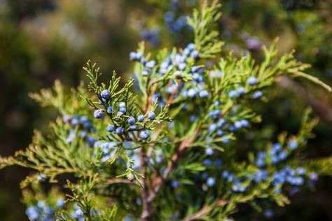 Cedar Fever, Juniper Plant, Juniper Bush, Berry Tea, Holistic Health Remedies, Juniper Berries, Holistic Approach To Health, Holistic Remedies, Juniper Berry