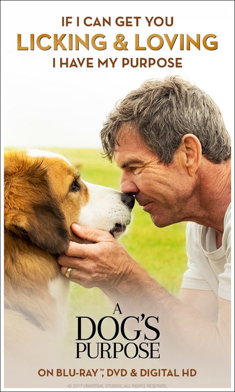 A Dogs Purpose Quotes, A Dogs Purpose Movie, A Dog's Purpose, A Dog's Journey, Dog Finds, A Dogs Purpose, Message Of Love, Dog Movies, See Movie