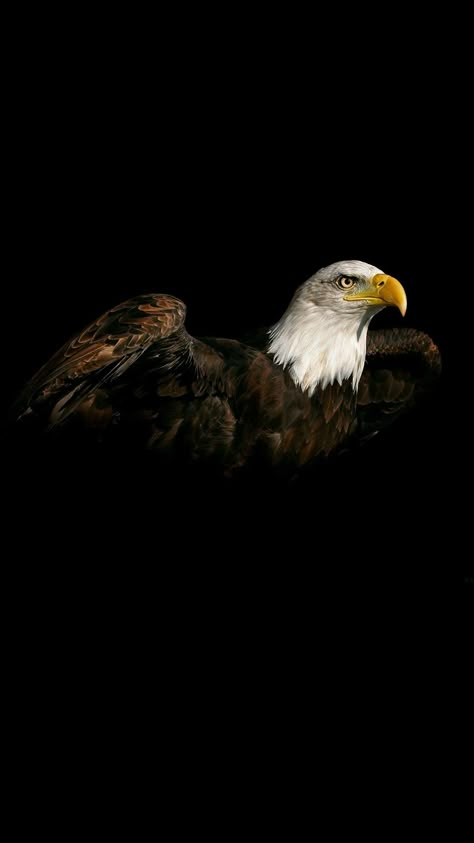 Eagle wallpaper Eagle Wallpaper Iphone, Eagle Wallpaper Hd, Wallpaper Eagle, Live Wallpaper Iphone 7, Watercolor Wallpaper Phone, Cute Animals Drawings, Royal Wallpaper, Animals Activities, Aigle Royal