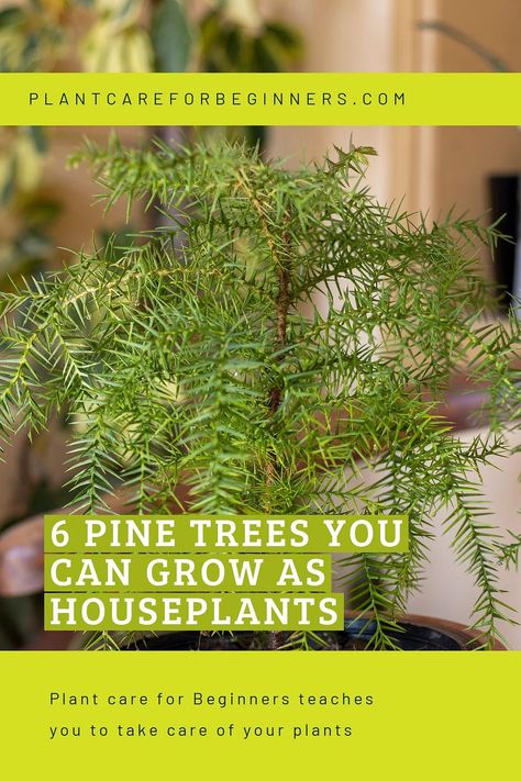 Discover the joy of bringing the peaceful beauty of pine trees into your home! This plant guide shares 6 pine trees to use as houseplants that will transform your space. Learn essential care tips and go on an exciting journey of pine trees in your home. Indoor Pine Tree Houseplant, Pine Tree In Pot, Indoor Pine Tree, Garden With Pine Trees, All Year Round Plants, Bonsai Growing, Princess Pine, Mugo Pine, Small Pine Trees