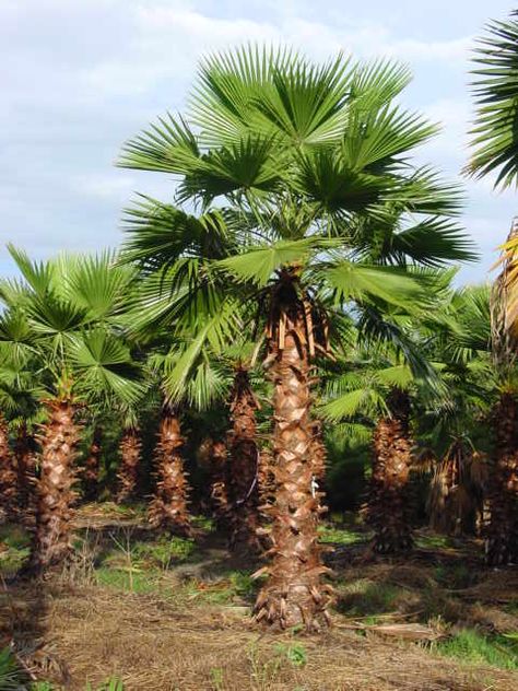 Mexican Fan Palm Buy wholesale palms at Realpalmtrees.com #Homes #DIY #outdoorparadise #Ideas RealPalmTrees.com New Ideas #palmtrees #creative #GreatView #CoolPlants #Plants #homeIdeas #Outdoorliving #2015 Washingtonia Palm, Mexican Fan Palm, Mexican Palm, Palm Tree Pictures, Garden World, California Palm Trees, Commercial Landscaping, Fan Palm, Home Garden Plants