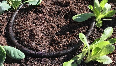 Snip-n-Drip Soaker Hose System - Free Shipping | Gardeners.com Soaker Hose Irrigation, Watering Raised Garden Beds, Wooden Raised Garden Bed, Automatic Watering System, Soaker Hose, Irrigation Systems, Water Sprinkler, Drip Irrigation System, Watering & Irrigation