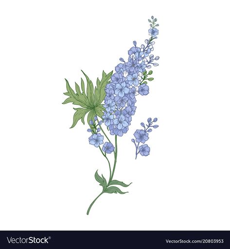 Larkspur Drawing, Larkspur Flower, Nifty Crafts, Delphinium Flowers, Botanical Drawing, Heart Flowers, Flowers Vector, Botanical Drawings, Delphinium