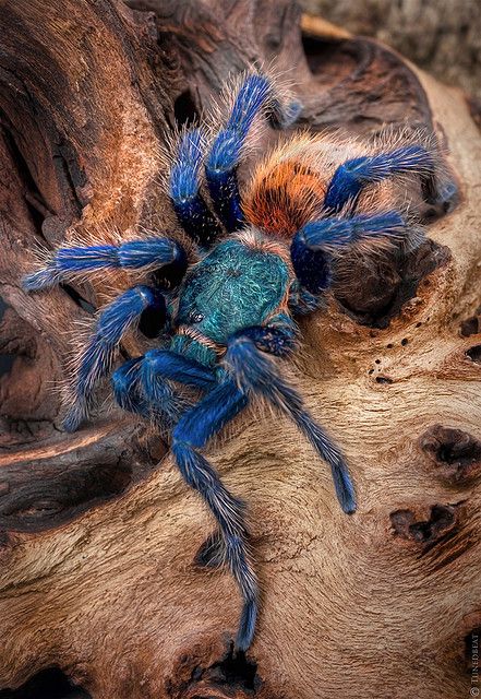 Chromatopelma cyaneopubescens by Tunedbeat, via Flickr. WOW!  Jamais je n'aurais cru trouver une araignée belle! Blue Tarantula, Arachnids Spiders, Spider Species, Animal Tumblr, Cool Bugs, A Bug's Life, Beautiful Bugs, Creepy Crawlies, Arthropods