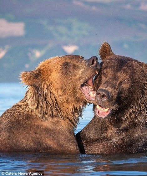 Give us a kiss! The lighter coloured bear appeared to persist in trying to peck at its mate's face Bears In Love, Two Bears, Cinnamon Bear, Beer Tattoos, Cinnamon Bears, Spirit Bear, Wild Love, Baby Panda, Love Bear