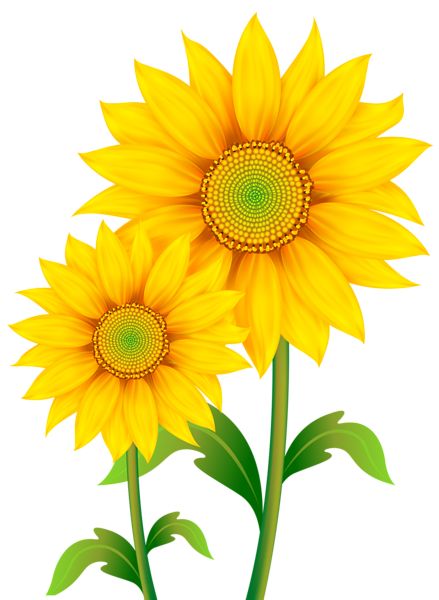 Sunflower Things, Sunflower Clip Art, Sunflower Leaves, Sunflower Images, Clip Art Free, Sunflowers Background, Sunflower Clipart, Sunflower Wall Art, Sunflower Pictures