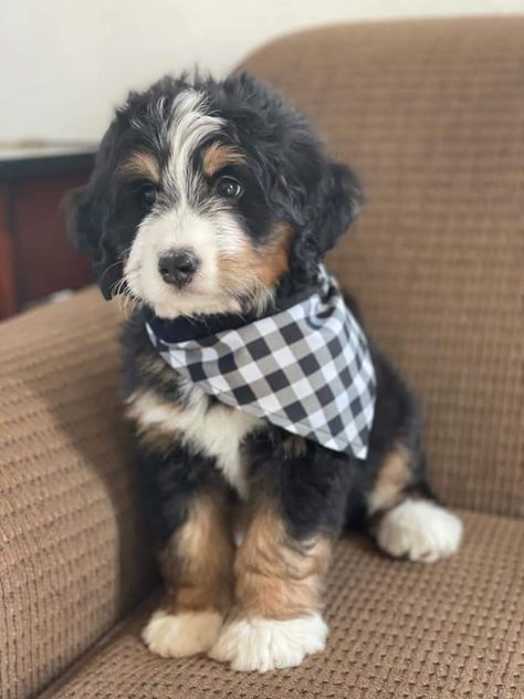 Bernie Doodle Puppies, Mini Bernie Doodle, Bernese Doodle, Bernie Doodle, Bernadoodle Puppy, Cute Dog Beds, Mini Bernedoodle, Bernedoodle Puppy, Doodle Puppy