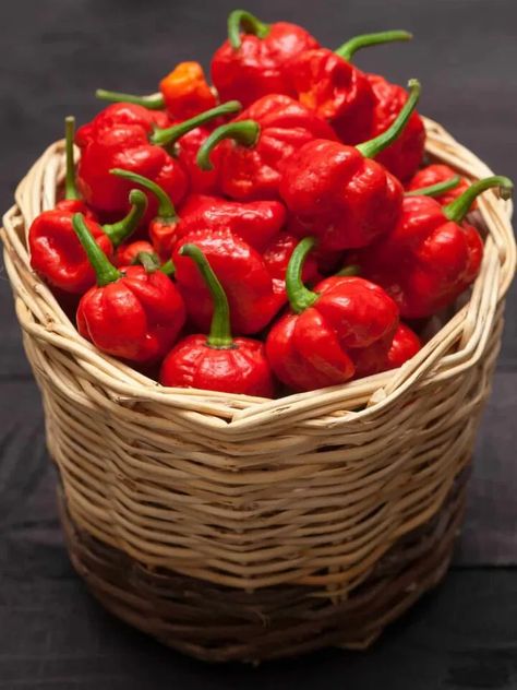 Chili Pepper Types - A List of Chili Peppers and their Heat Levels - Chili Pepper Madness Types Of Chili Peppers, Hot Pepper Recipes, Carolina Reaper Pepper, Pepper Plant, Authentic Mexican Recipes, Lentil Dishes, Carolina Reaper, Pepper Plants, Hottest Chili Pepper