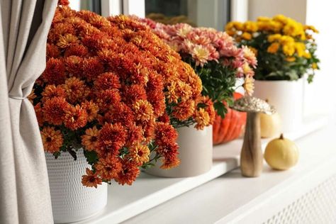 Tips on How to Deadhead Mums for Stunning Fall Blooms - Garden Lovers Club Oxalis Versicolor, Chrysanthemum Growing, Deadheading Flowers, Potted Mums, Garden Problems, Fall Mums, Garden Bulbs, House Plant Care, Perennial Garden