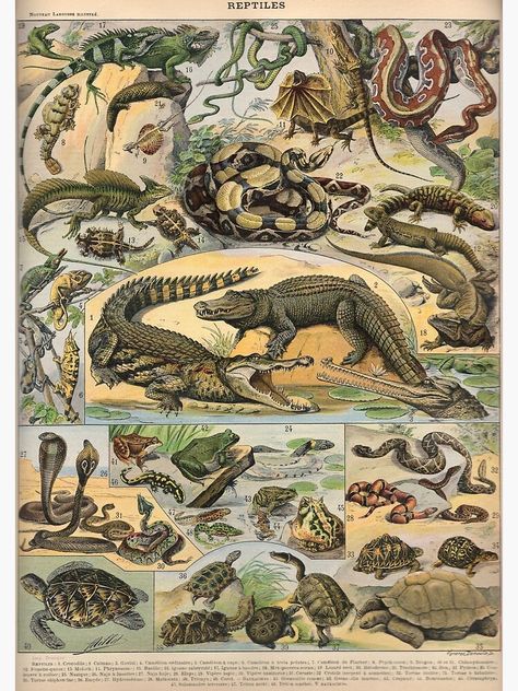 "Reptiles, illustration by Adolphe Millot from Nouveau Larousse Illustré [1897-1904]" Poster by Plathond | Redbubble Desenho Tattoo, Scientific Illustration, Crocodiles, Animal Posters, Reptiles And Amphibians, Retro Print, Old Book, Lizards, Unframed Art