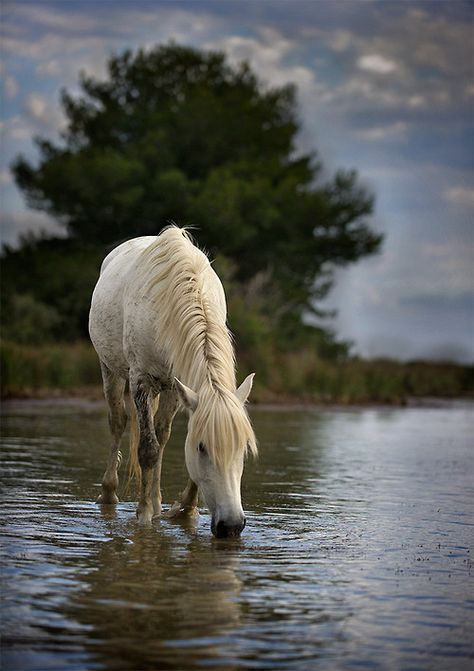 Horse Camargue Horse, Most Beautiful Animals, All About Horses, All The Pretty Horses, White Horses, Horse Photos, Pretty Horses, Horse Photography, Horse Pictures