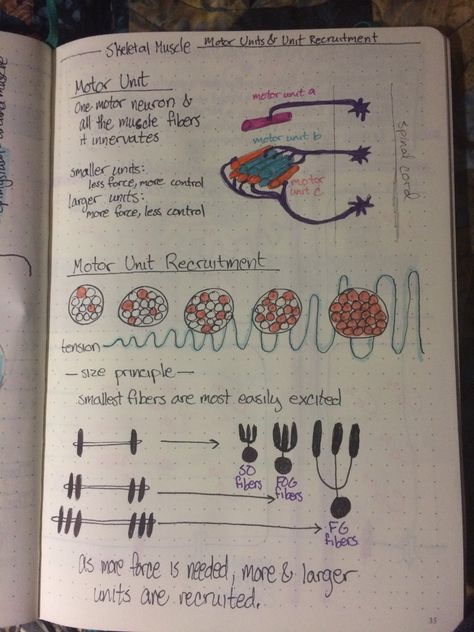 Skeletal muscle-motor units & motor recruitment Exercise Physiology Notes, Anatomy Terms, Skeletal Muscle Anatomy, Doctor Notes, Physiology Notes, Skeleton Muscles, Medical Study, Human Body Activities, Nursing Classes