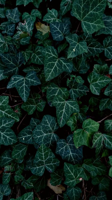 Hedera helix artistic photo Hedera Helix Ivy, Common Ivy, Hedera Helix, Container Ideas, Gothic Garden, Ivy Plants, Christmas Rose, Plant Aesthetic, Sleeve Tattoo