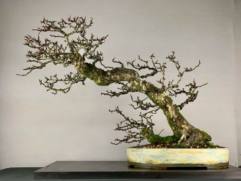 Lone Hawthorn, Hawthorn Bonsai, Windswept Bonsai, Bonsai Inspiration, Bonsai Pruning, Bonsai Techniques, Hawthorn Tree, Tree Model, Buddhist Monks