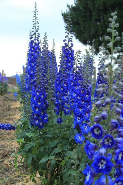 About Delphiniums How To Grow And Care For Delphinium Plant Delphiniums are perennials that grow and add beauty to Australia’s spring and summer gardens. This plant sends up adorable tall sturdy stems, each one producing flowers all the way up the vertical stems, from the base of the clump of leaves. Though this plant comes read more Delphinium Plant, Delphinium Flowers, Blue Delphinium, Blue Garden, Flowers Perennials, Delphinium, Garden Cottage, Dream Garden, The Field