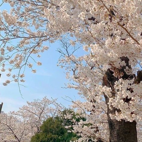 Blue Aesthetic Minimalist, Japanese Place, Sky Blue Aesthetic, Types Of Aesthetics, Photography Sky, White Cherry Blossom, Cherry Flower, Aesthetic Minimalist, Sakura Cherry Blossom