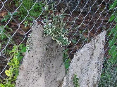 er metal mesh is attached to the chain link fence to provide support for the concrete. Chain Link Fence, Asheville North Carolina, Stained Concrete, Plant Supports, Metal Mesh, Asheville, Lawn Garden, I Saw, Chain Link