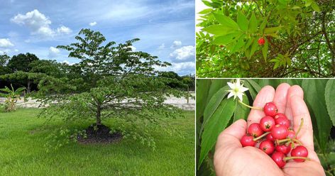 Ornamental Cherry, Strawberry Tree, Specimen Trees, Edible Landscaping, Food Forest, Tree Care, Growing Fruit, Top Soil, Plant Nursery